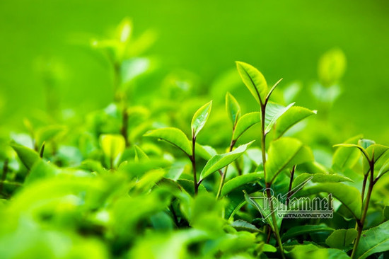 Thức uống hàng triệu gia đình Việt ưa dùng dịp Tết, ai không nên sử dụng?