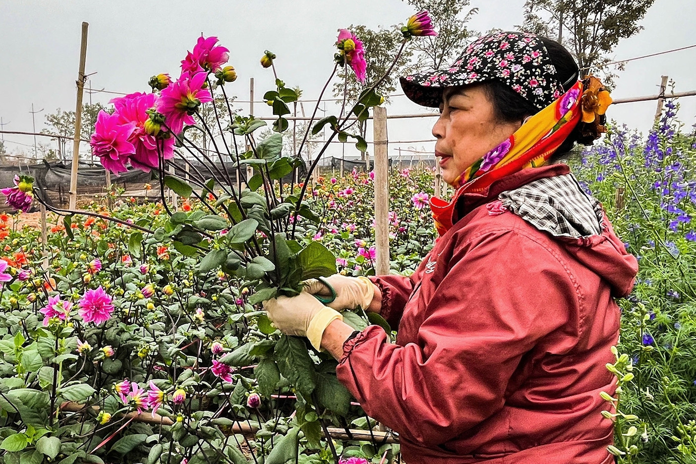 Giá hoa tết phập phù, nông dân Tây Tựu thấp thỏm