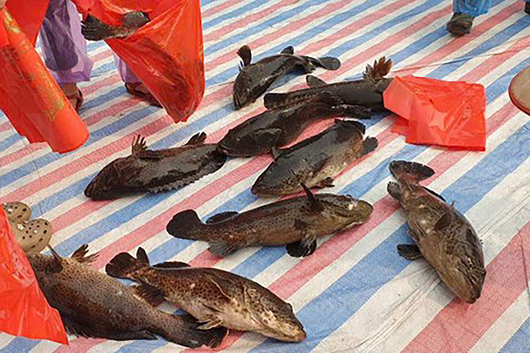 Ca Song An Tet 1.jpg