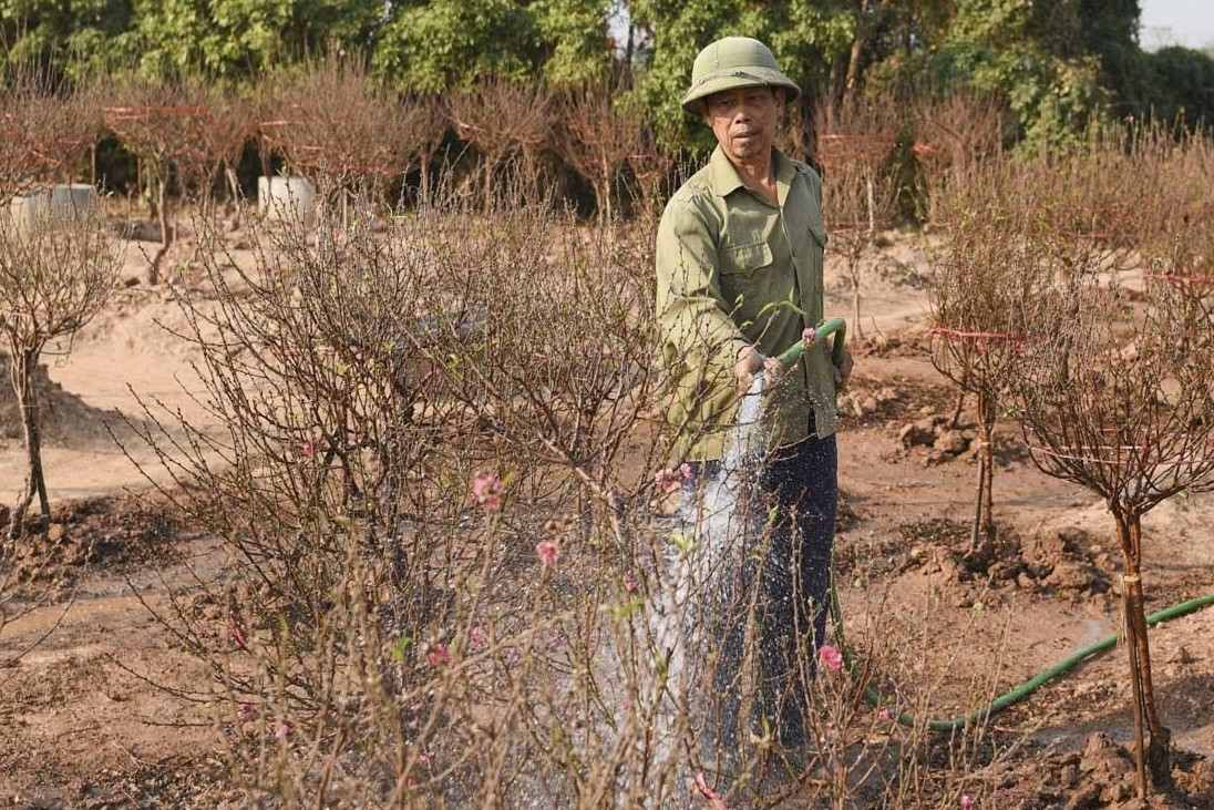 Hoa đào được giá vì khan hàng, nông dân Bắc Ninh khấp khởi đón Tết