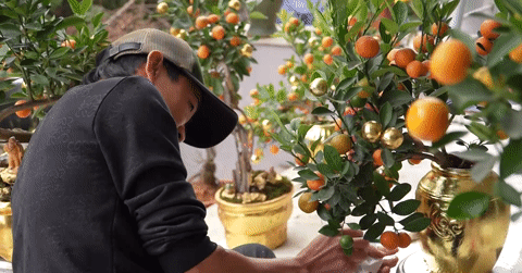 Quất dát vàng 24k xuất hiện ở Hà Nội, khách khen sang trọng, vượng khí ...