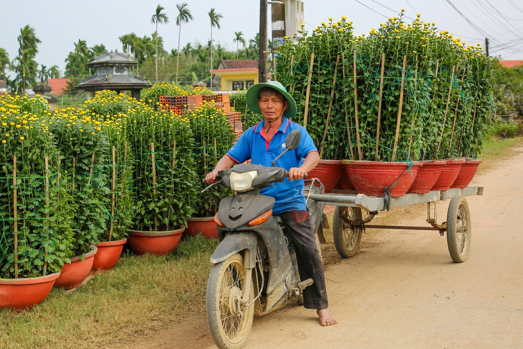 Thương lái vét sạch vườn, làng hoa cúc lớn nhất miền Trung 'ăn Tết' sớm