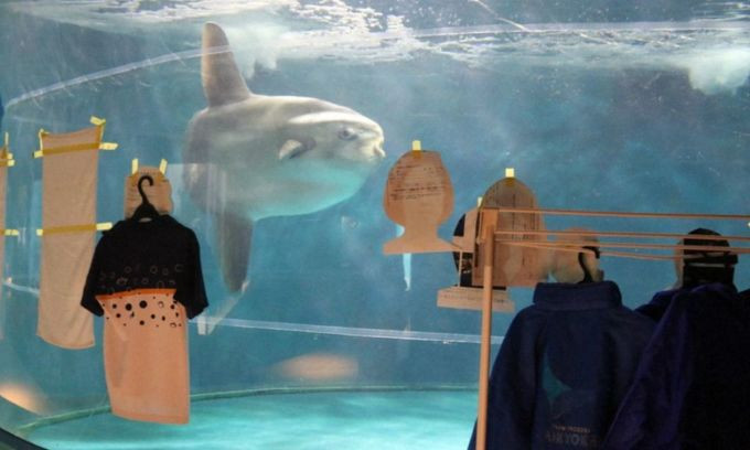 ca mat trang Mambo 1737449968 4694 1737450130.jpg