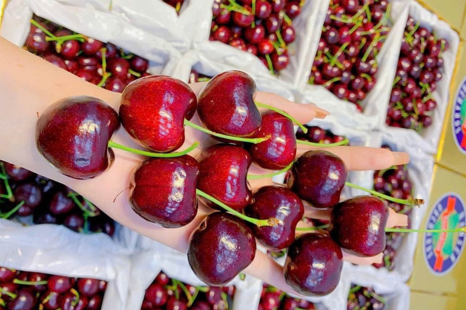 Cherry đắt đỏ vẫn ‘cháy hàng’, bất ngờ với 'sầu riêng giải cứu' 50.000 đồng/kg