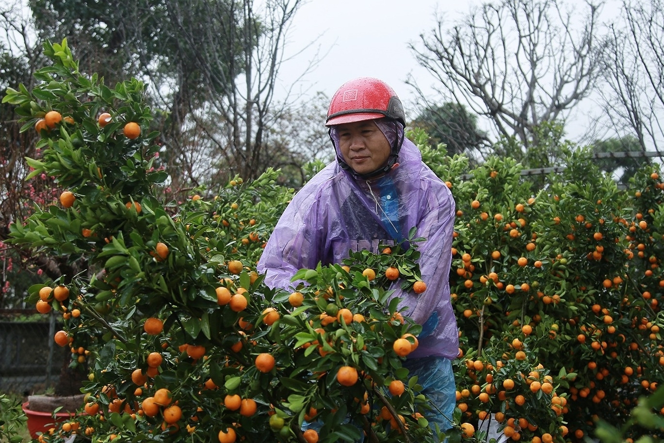 Mưa to gió lớn 27 Tết, quất đào đổ la liệt, tiểu thương co ro đợi khách