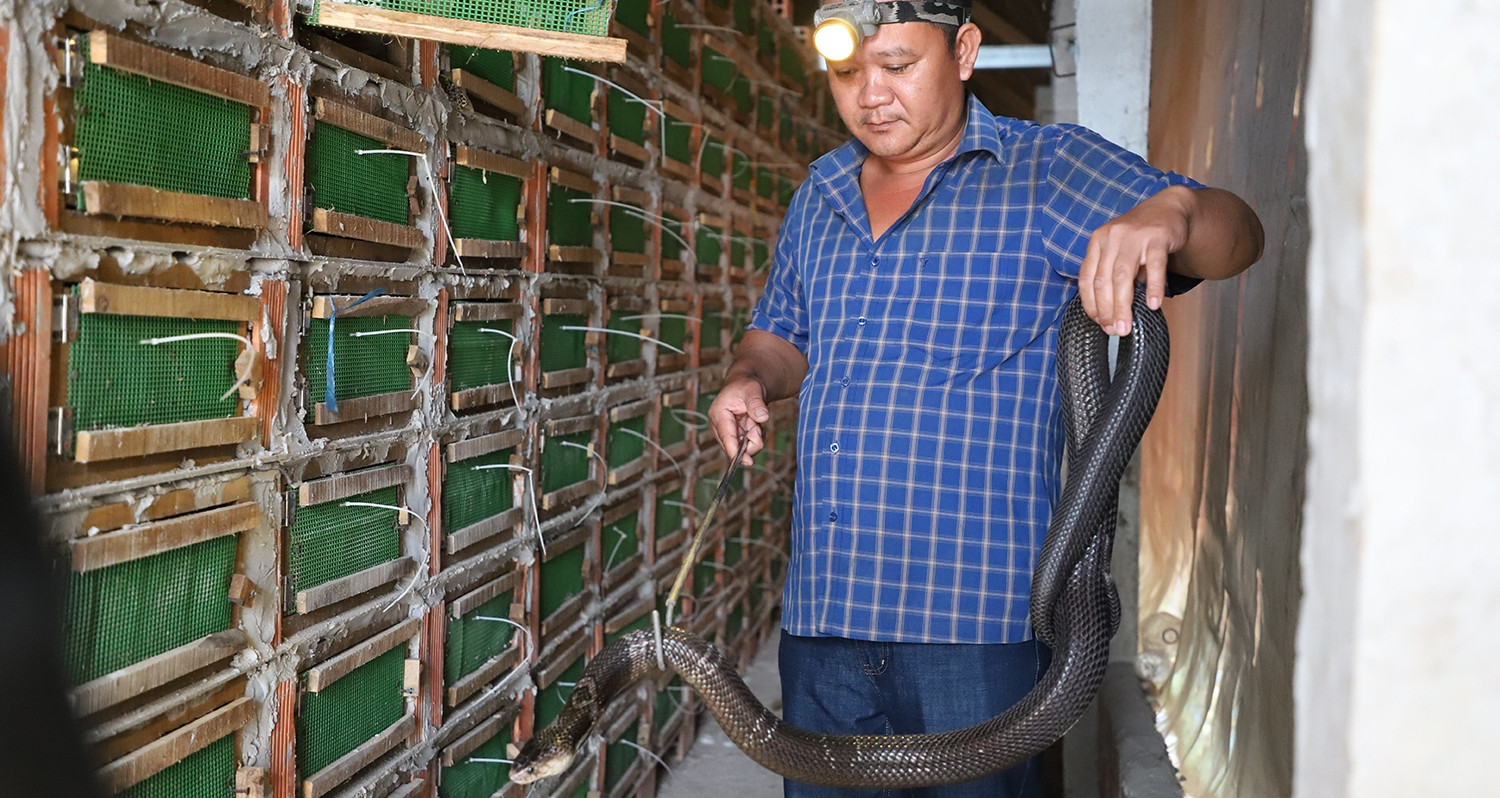 Anh nông dân miền Tây nuôi rắn độc, thu gần 2 tỷ đồng mỗi năm