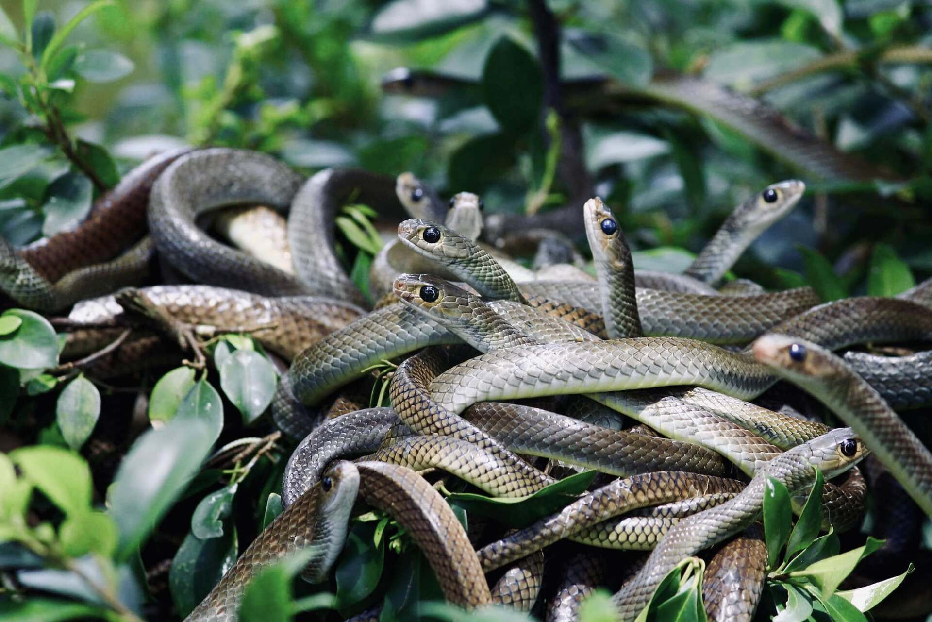 trại rắn 3 (1).jpg