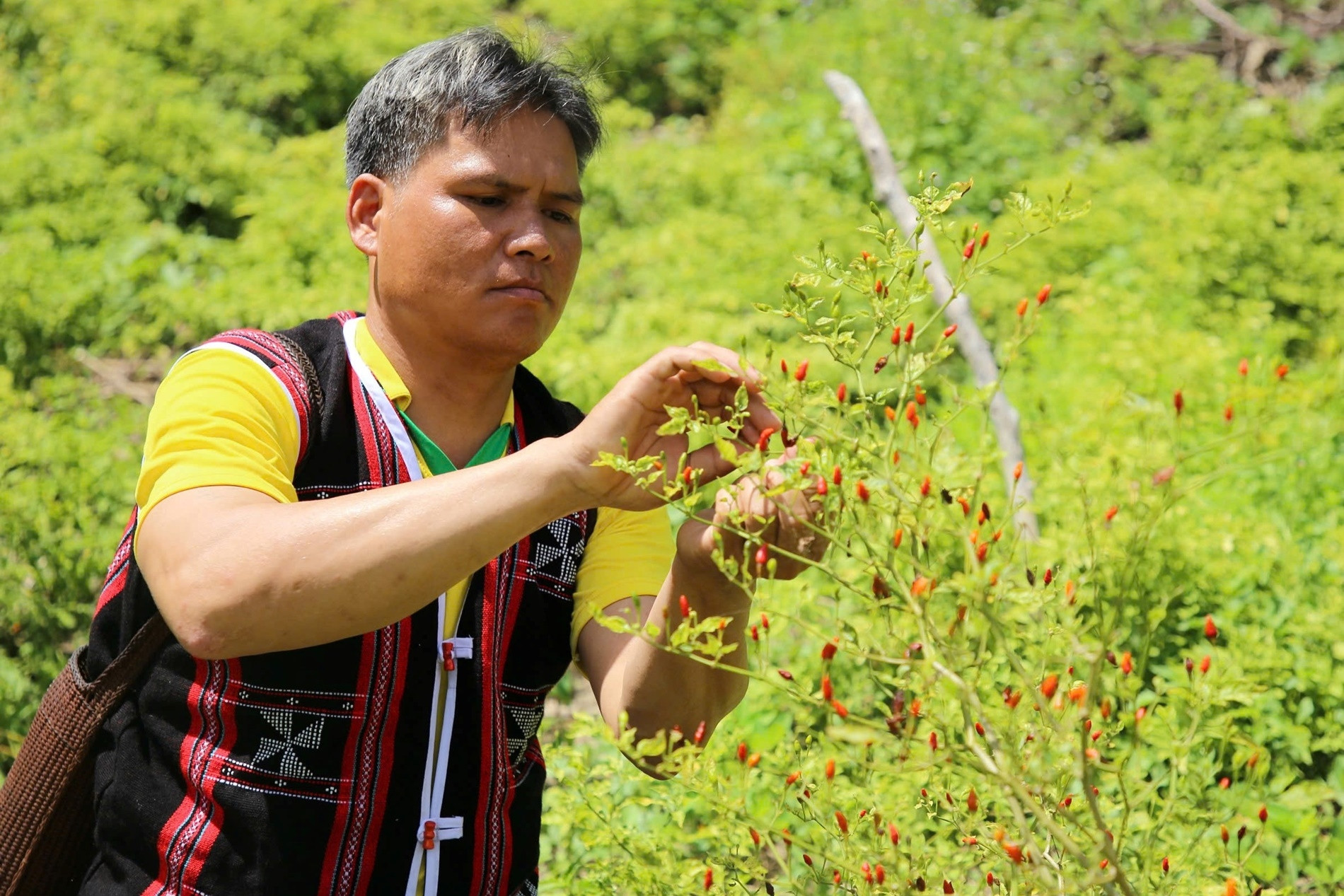 'Quà tặng của rừng xanh' thành đặc sản, đem lại nguồn thu cho đồng bào Cơ Tu