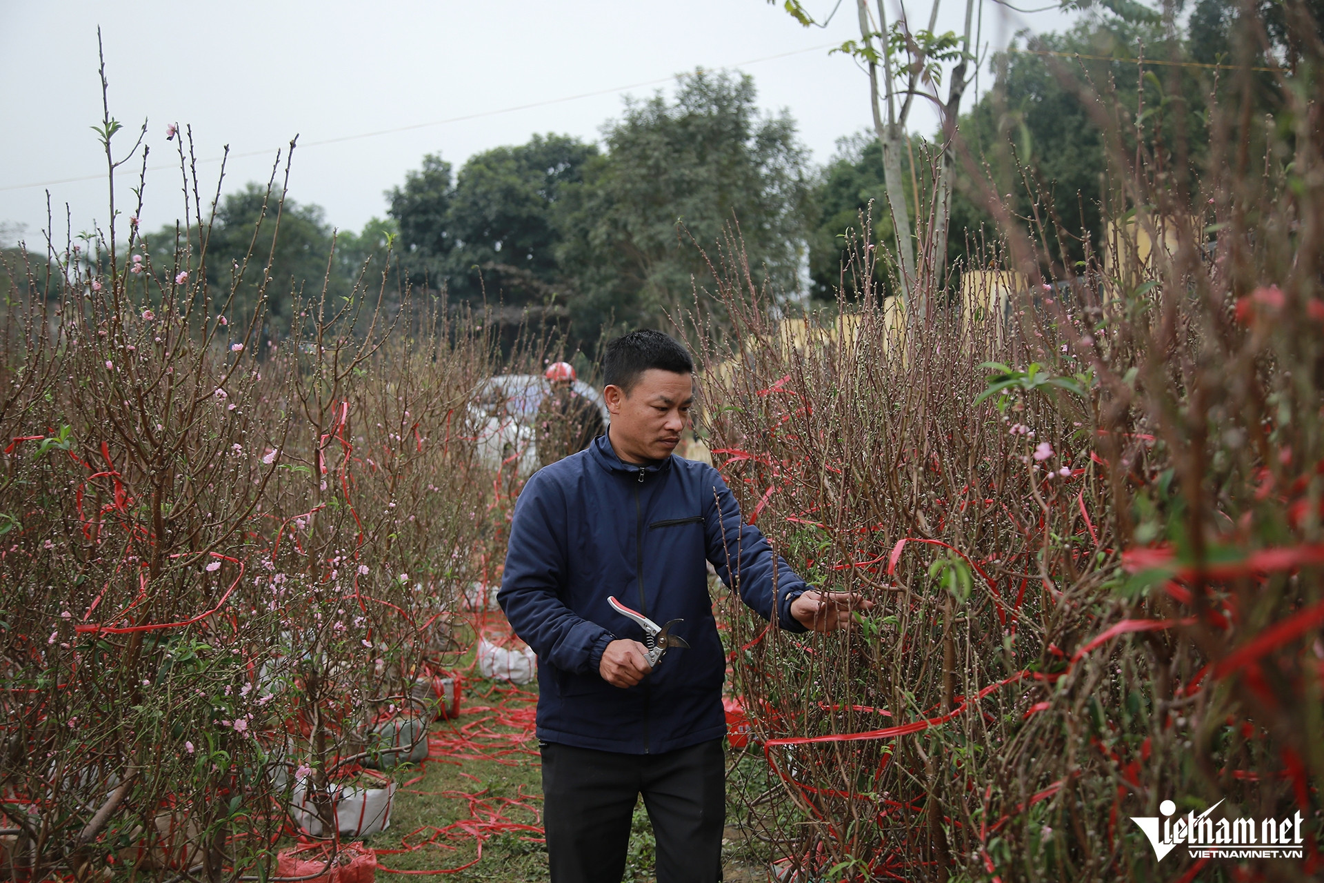 W-Hương Khê cây12.jpg