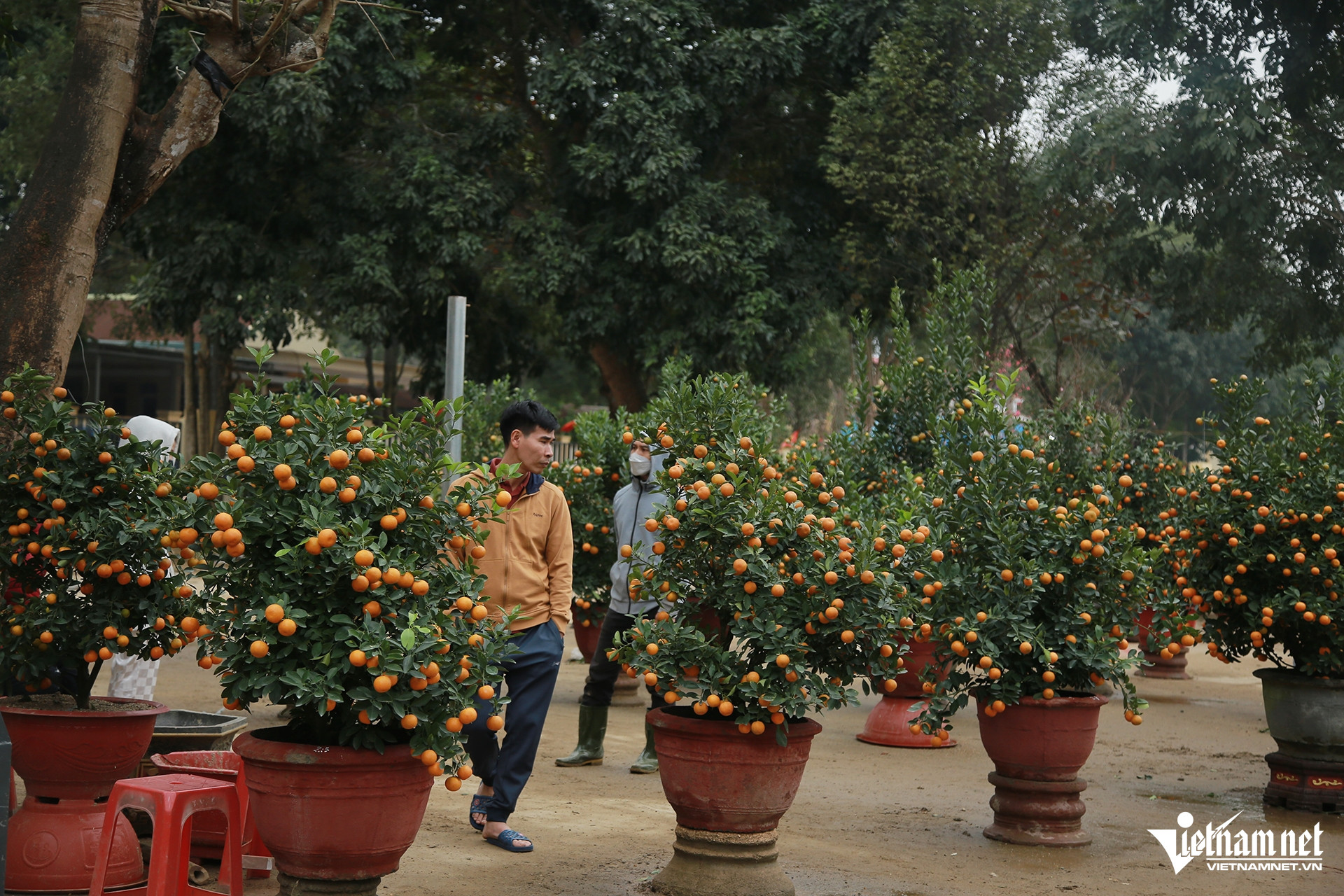 W-Hương khê cây19.jpg