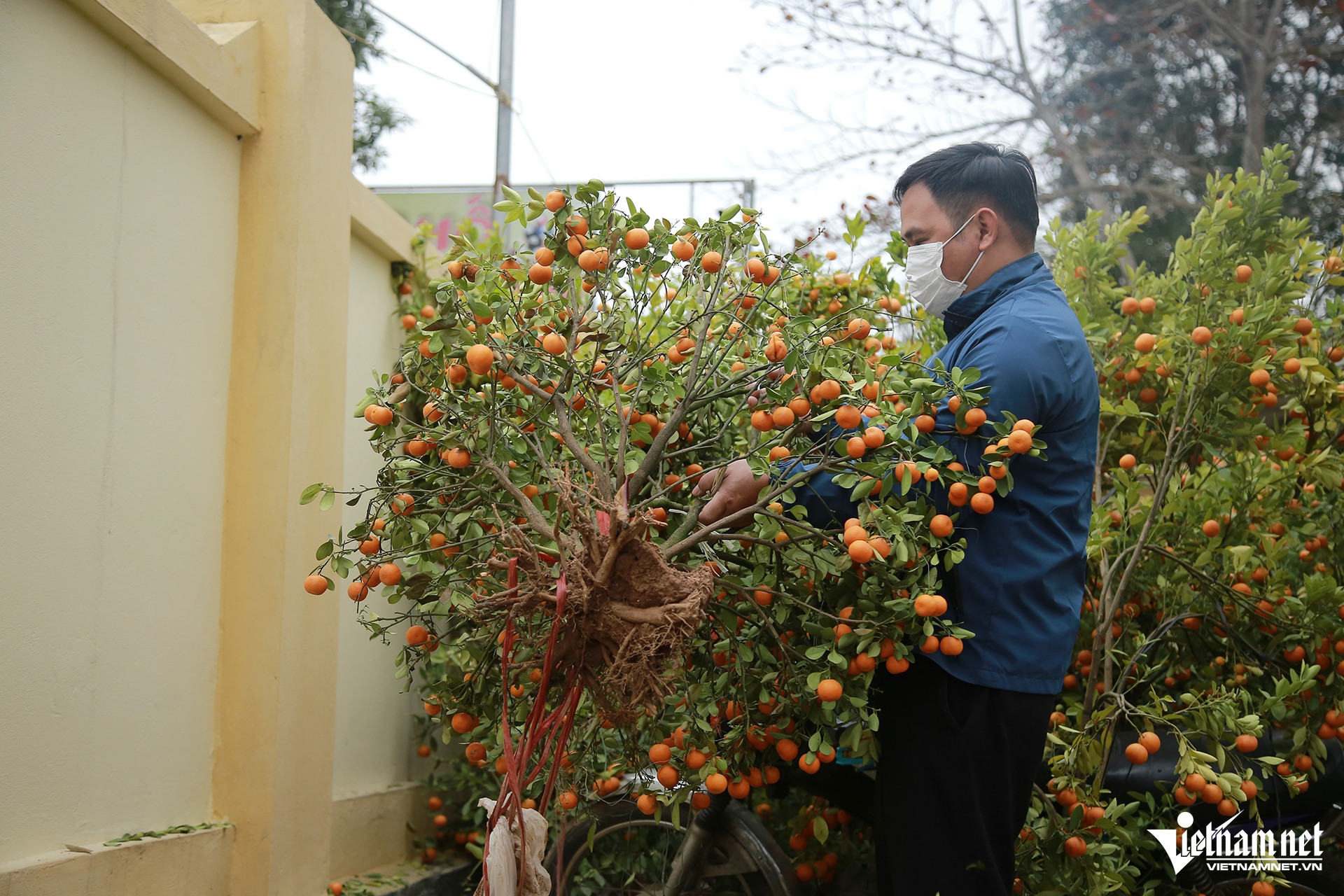 W-Hương Khê cây4.jpg