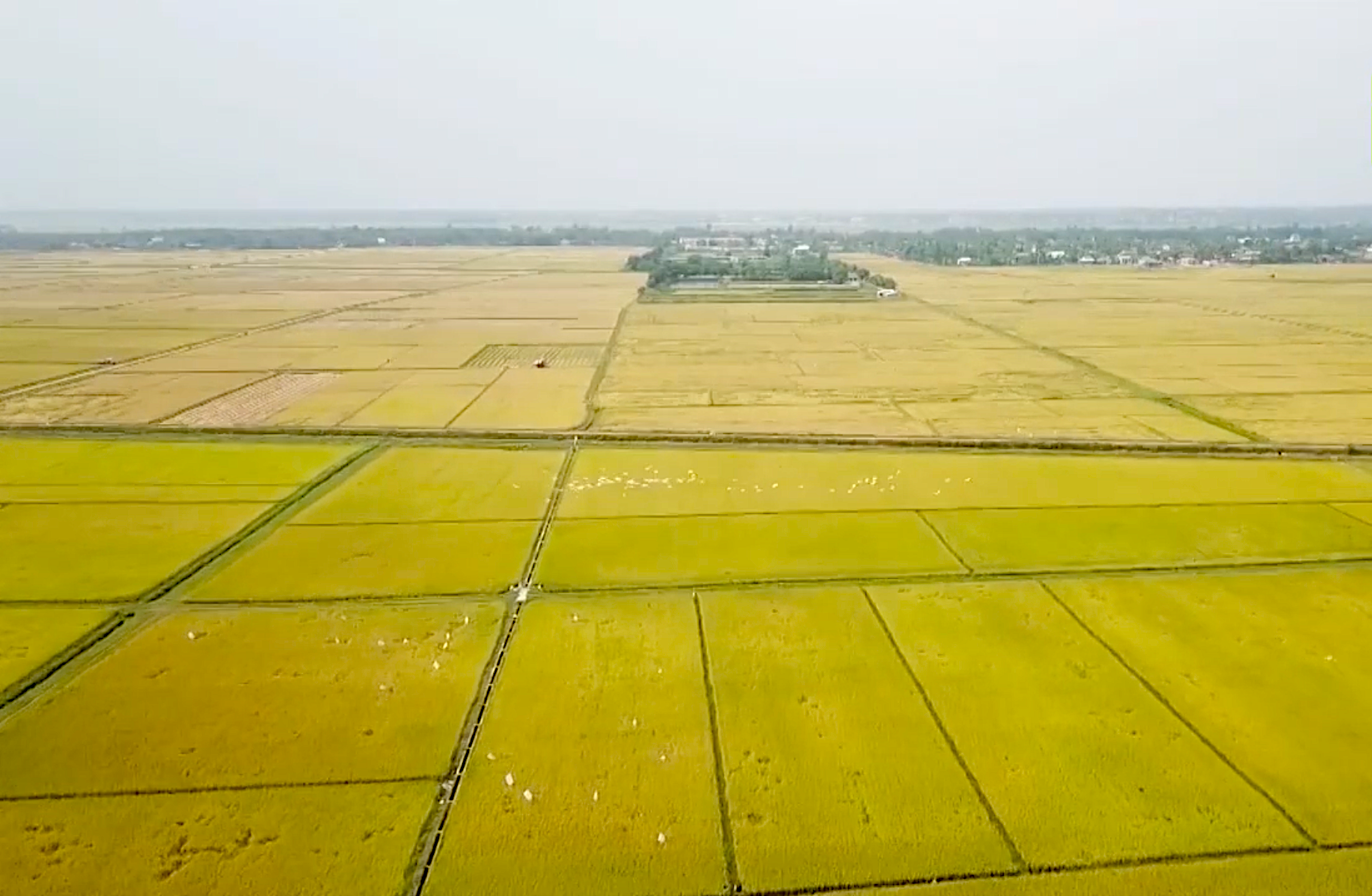 Việt Nam: Hệ thống RiceMore đã mang lại nhiều kết quả tích cực