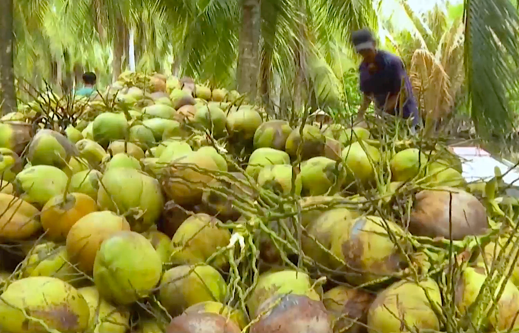 Bến Tre đẩy mạnh mã số vùng trồng, mã số cơ sở đóng gói đối với cây dừa gắn với chuỗi giá trị sản phẩm