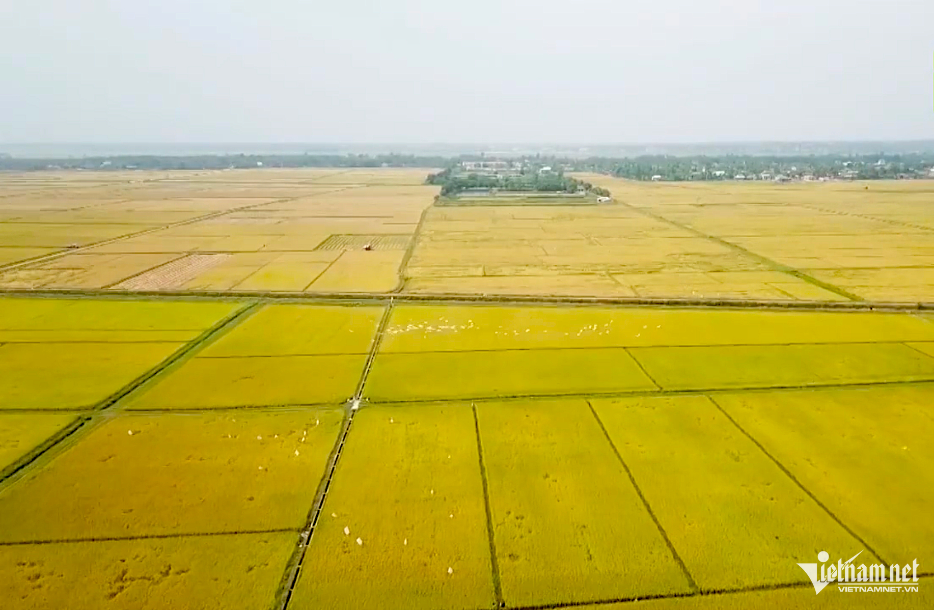 W-minhhoa.png
