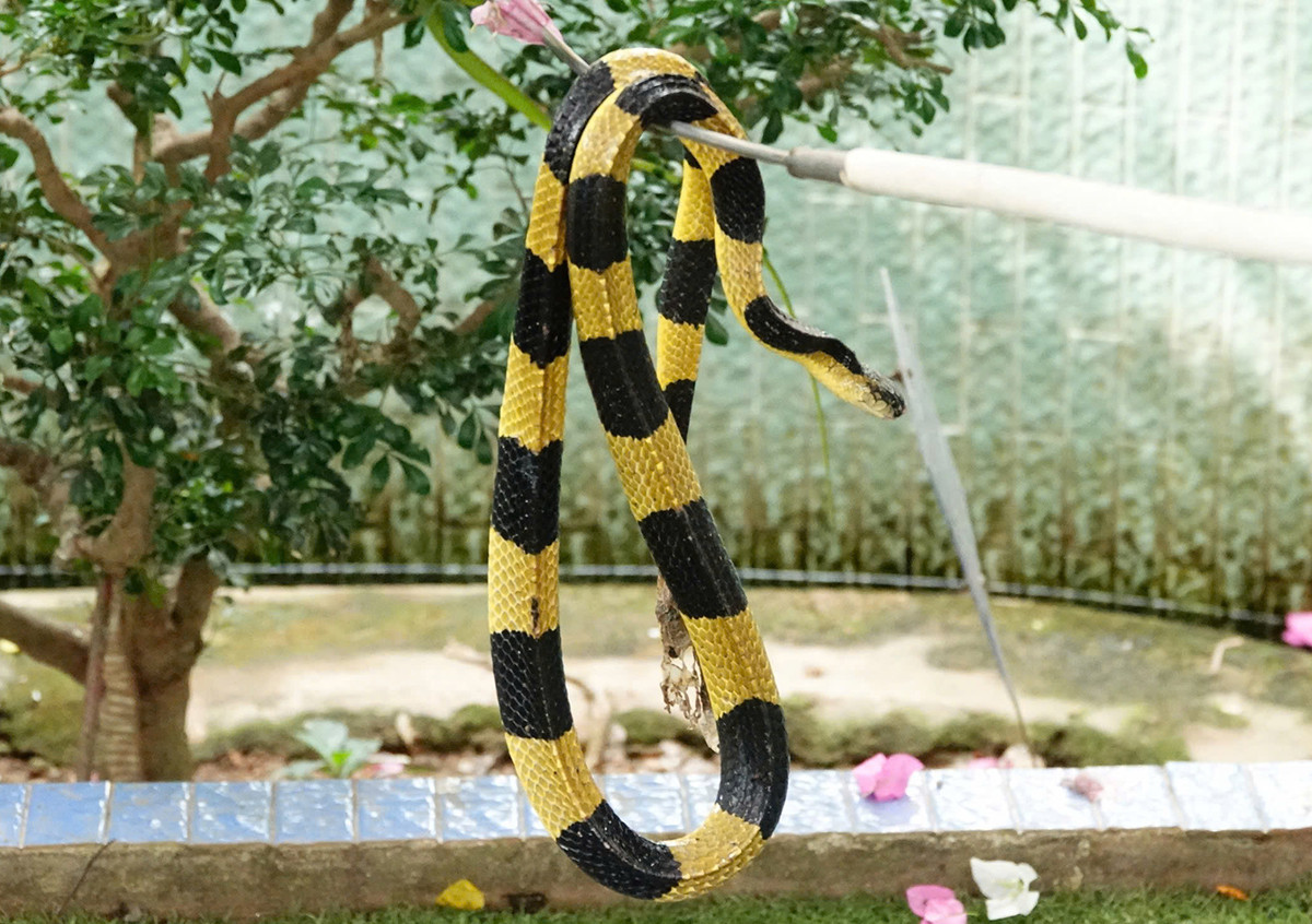 2Trại rắn.jpg