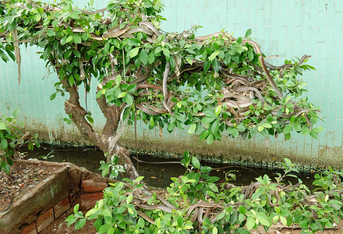 Trại rắn 56.jpg