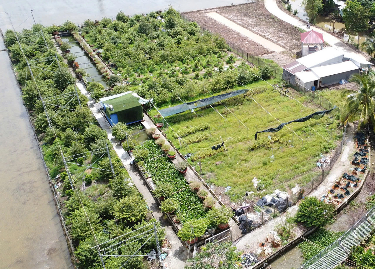 Trồng mai.jpg