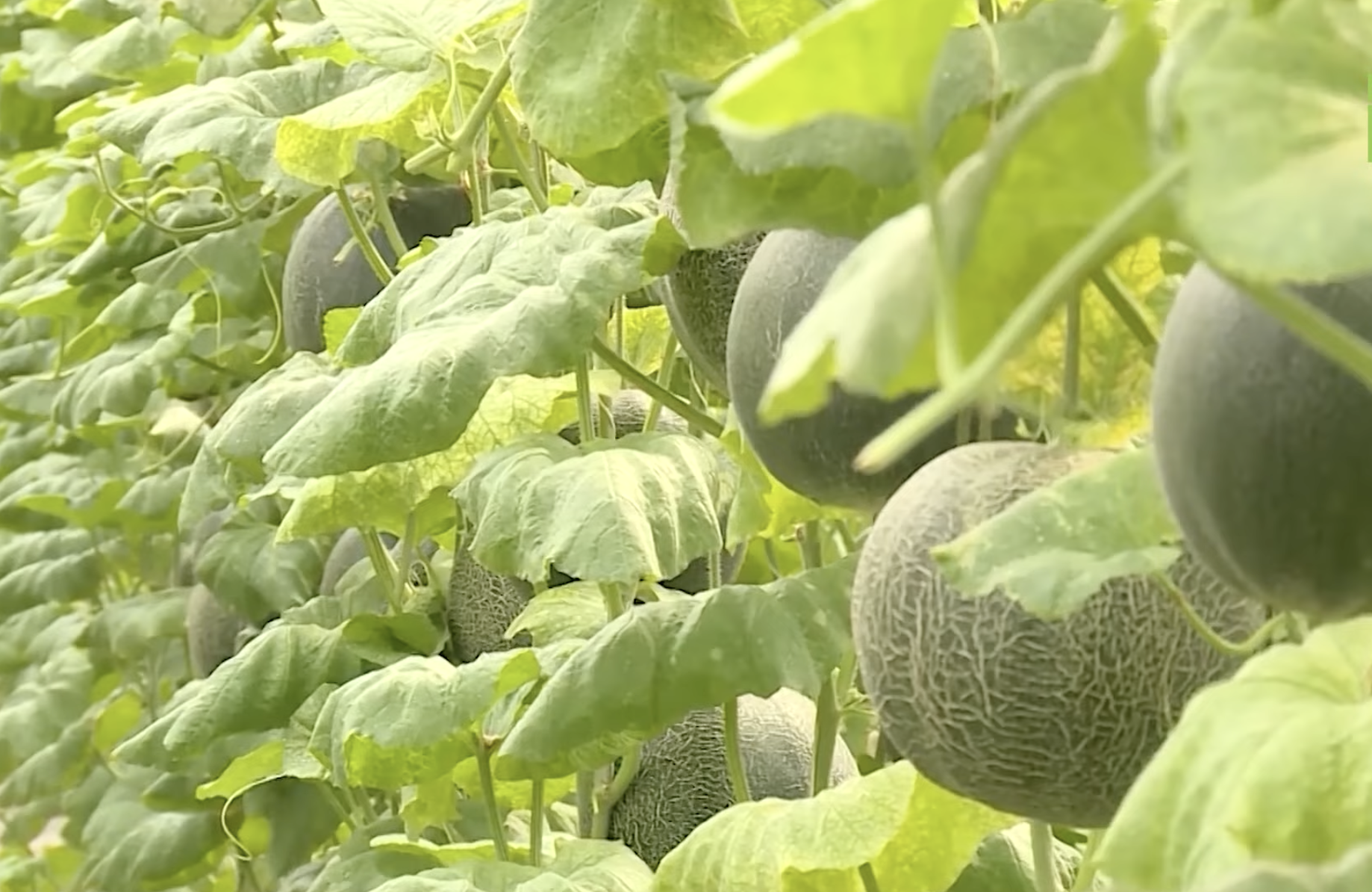 AI giúp tăng cường độ chính xác và tốc độ trong quá trình sản xuất nông nghiệp