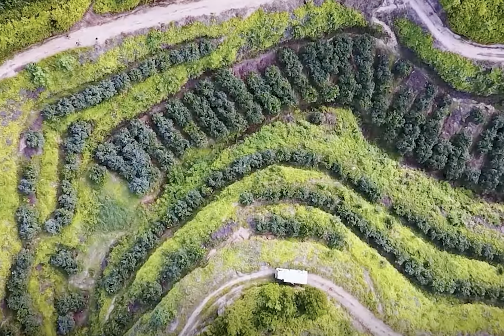 Trí tuệ nhân tạo giúp nhà nông giám sát sức khỏe cây trồng