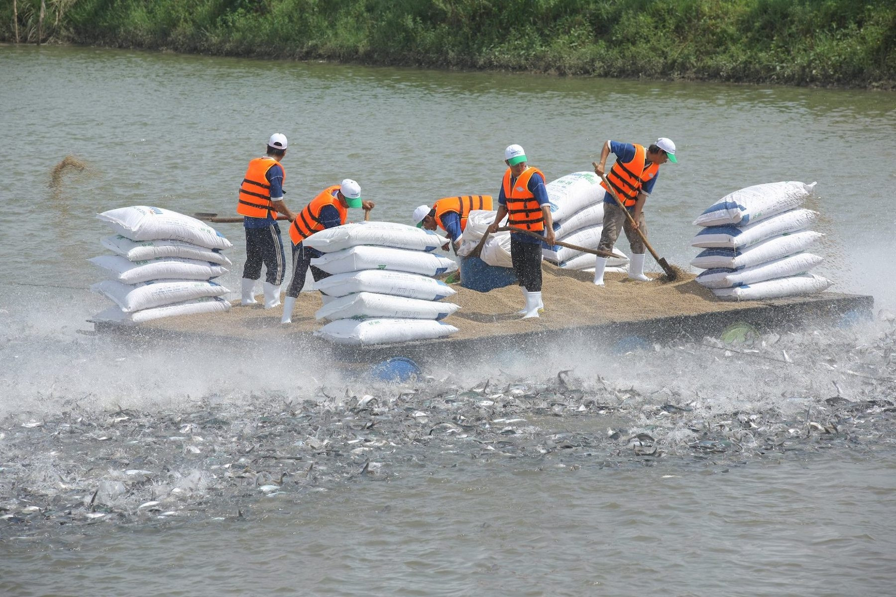 Xuất khẩu cá tra sang Anh cần tuân thủ các quy định về quản lý tài nguyên