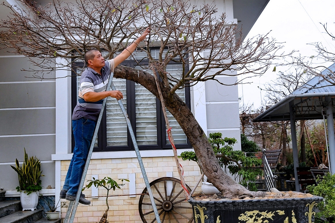 Bán 4 cây mai vàng, người nông dân ở Quảng Ninh đủ tiền xây nhà đẹp