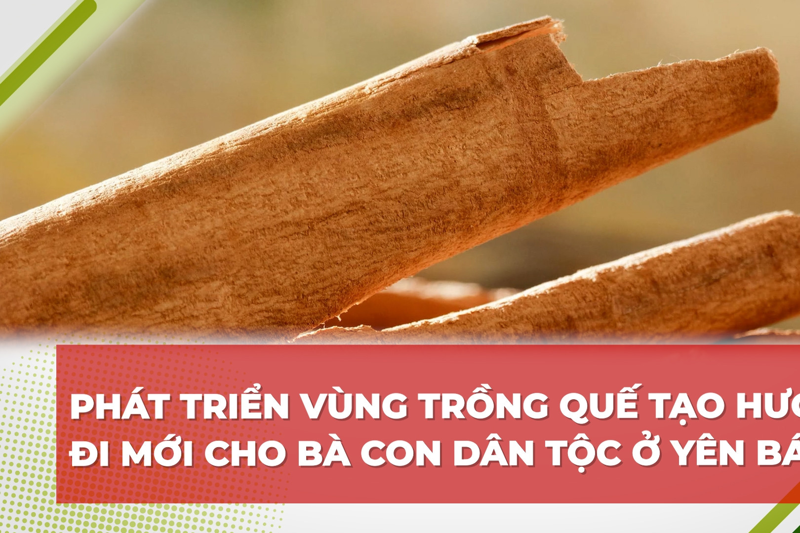 Phát triển vùng trồng quế tạo hướng đi mới cho bà con dân tộc ở Yên Bái