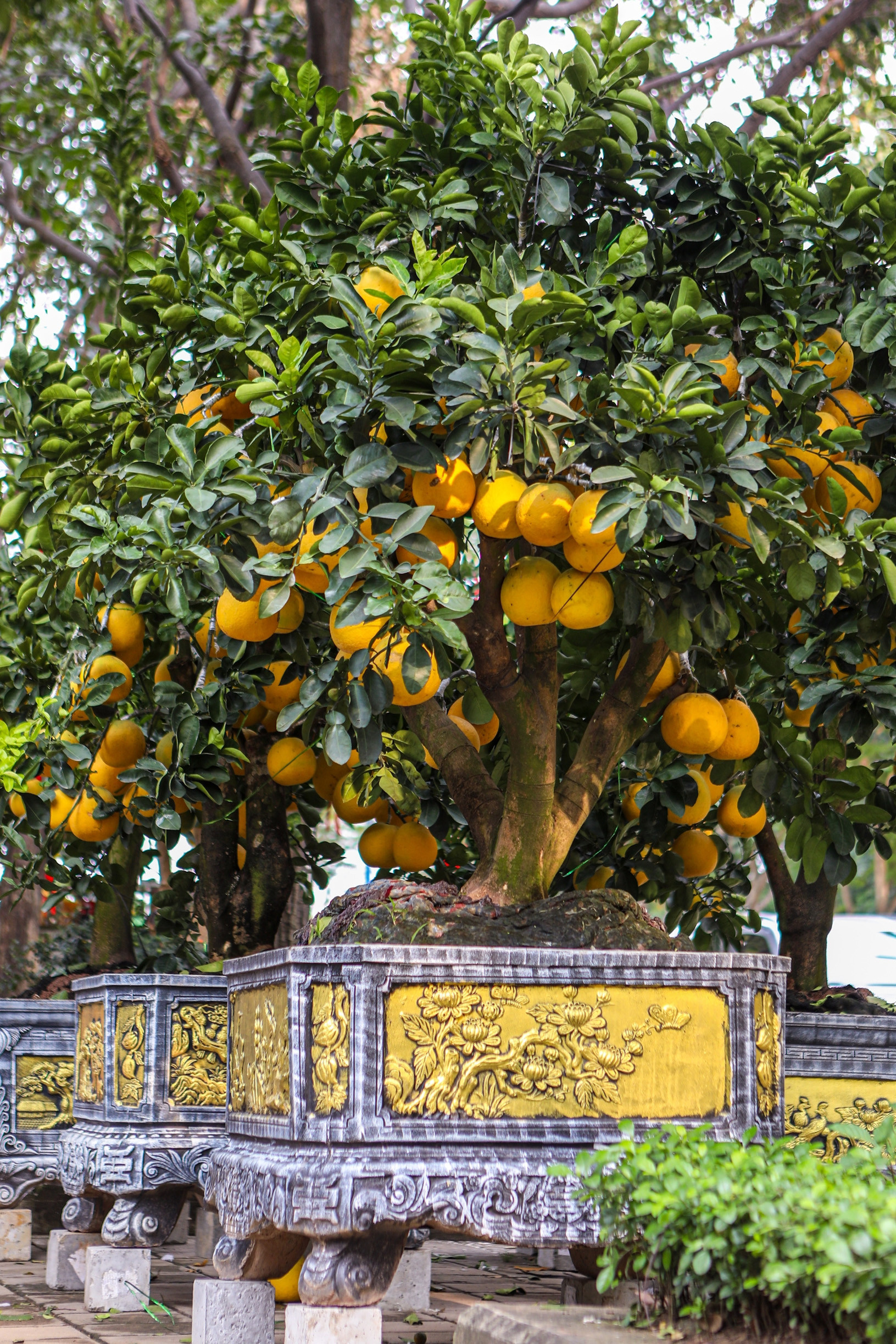 buoi dien tphcm 6843.jpg