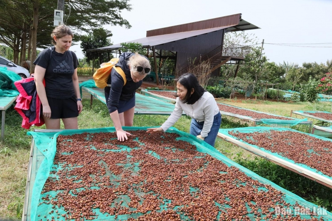 Phát động Cuộc thi sáng tạo nội dung số tuyên truyền Lễ hội Cà phê Buôn Ma Thuột