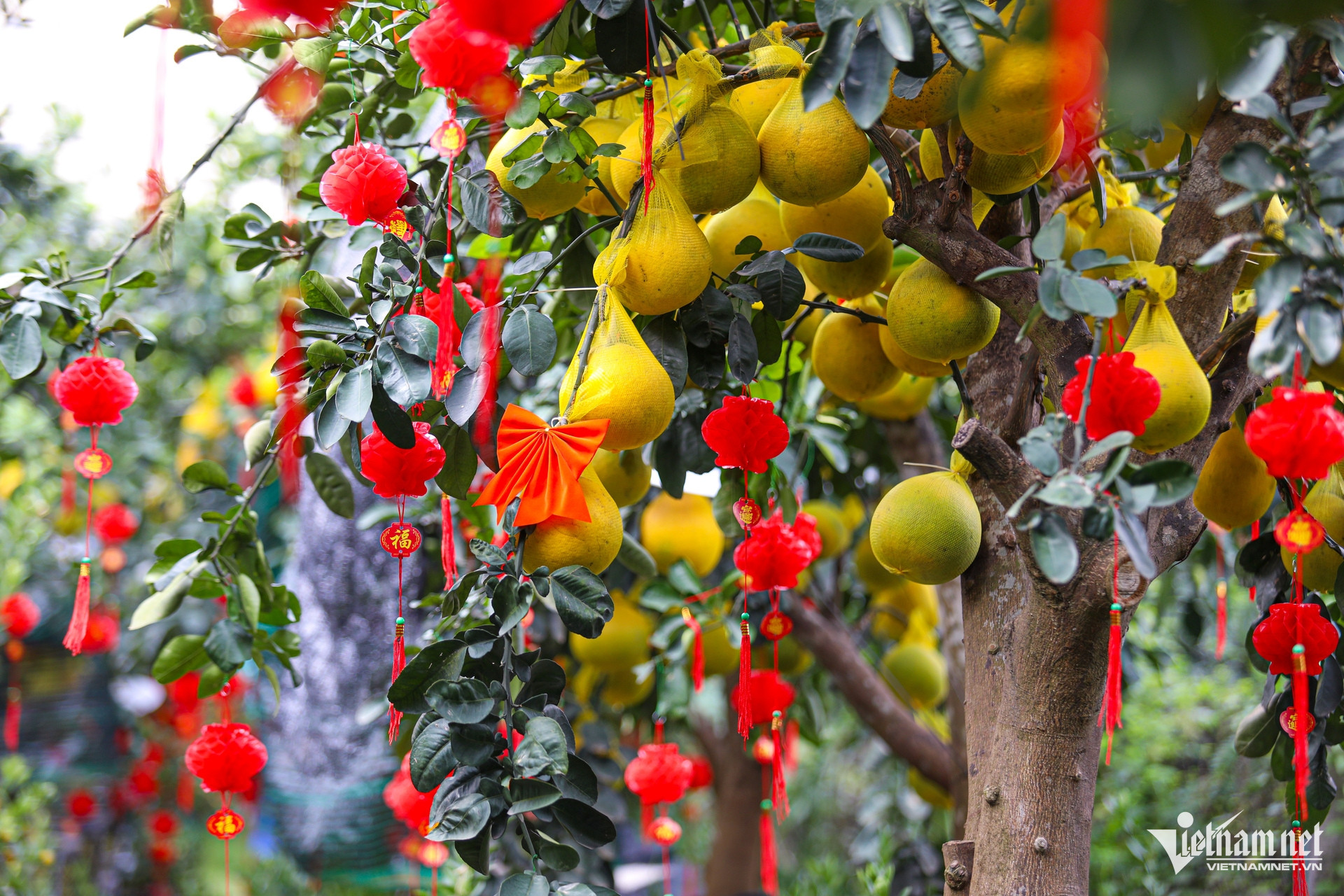 W-bưởi diễn, TPHCM.jpg