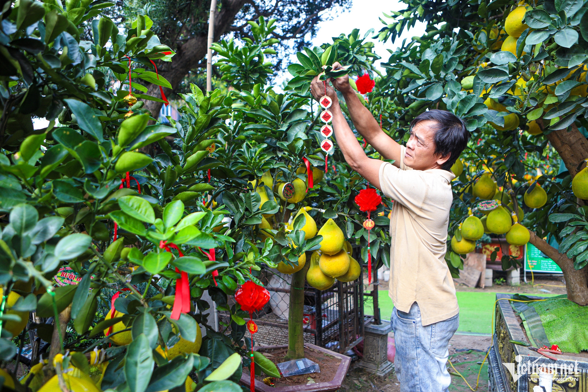 W-bưởi diễn, TPHCM.jpg