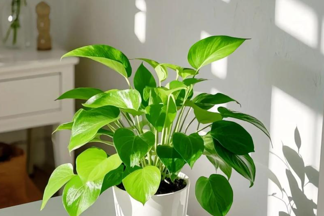 Cách trồng và ý nghĩa phong thủy của cây trầu bà