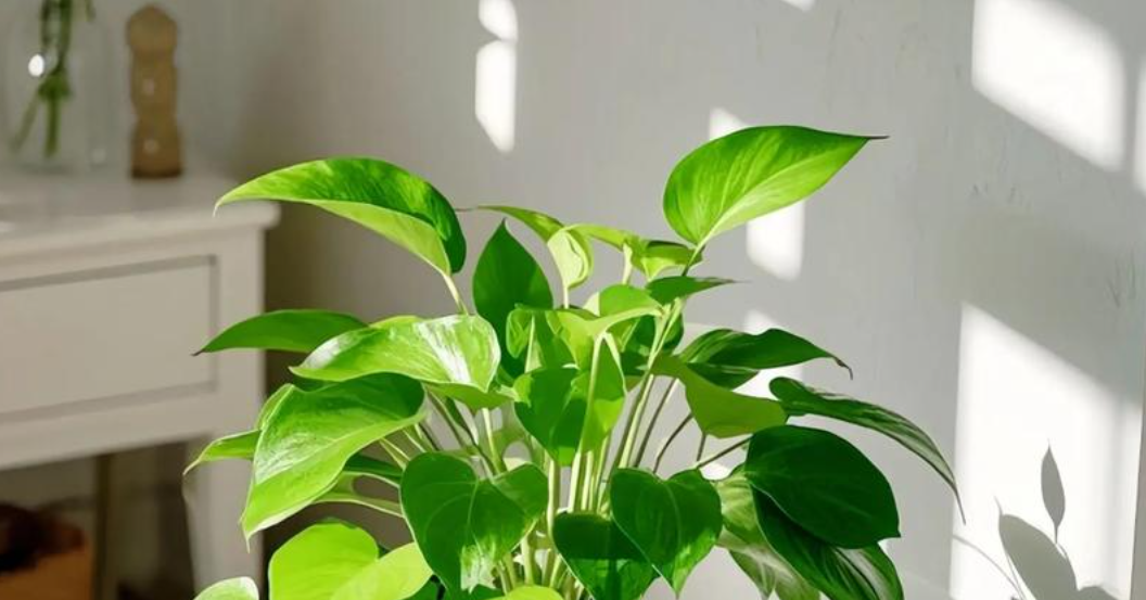 Cách trồng và ý nghĩa phong thủy của cây trầu bà