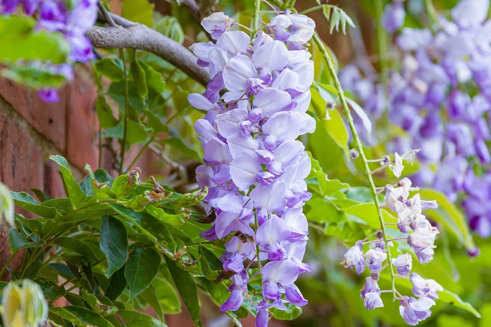 Cách trồng và ý nghĩa phong thủy của hoa tử đằng