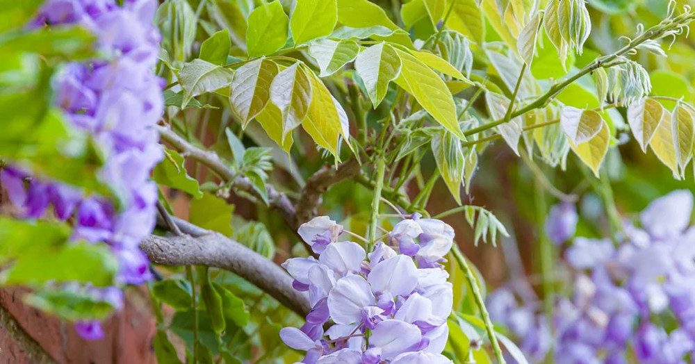 Cách trồng và ý nghĩa phong thủy của hoa tử đằng