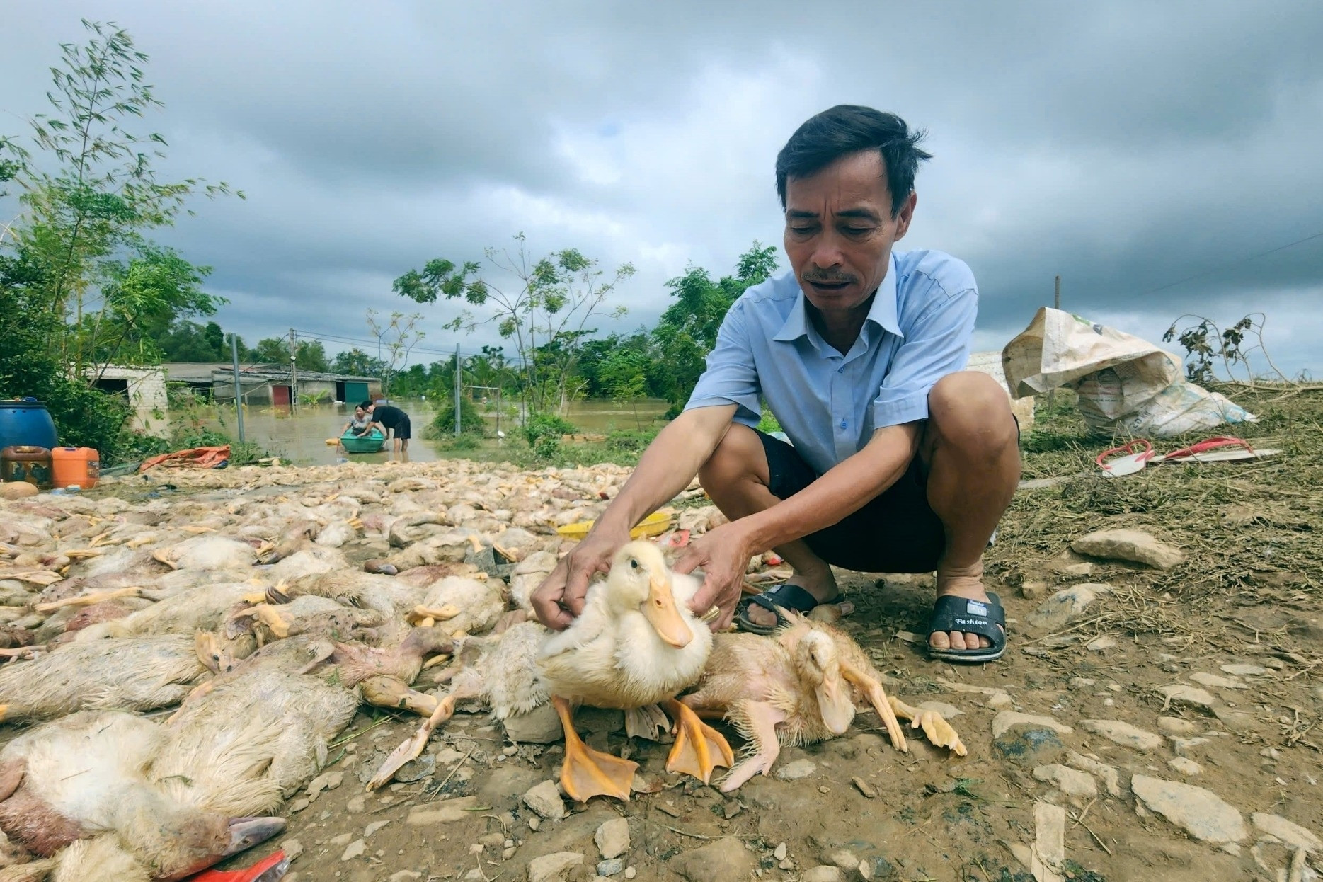 Vớt xác vịt mỏi tay, lão nông ở Thanh Hóa mất trắng 2 tỷ đồng