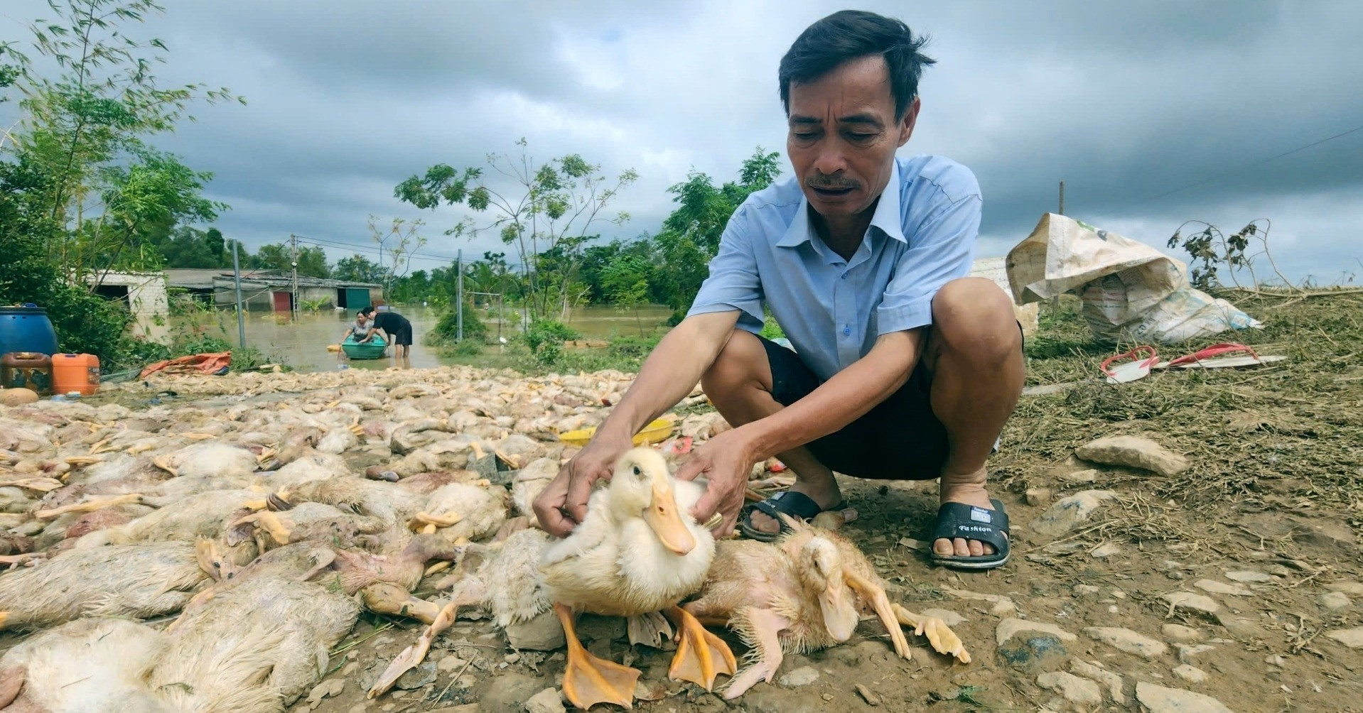 Vớt xác vịt mỏi tay, lão nông ở Thanh Hóa mất trắng 2 tỷ đồng