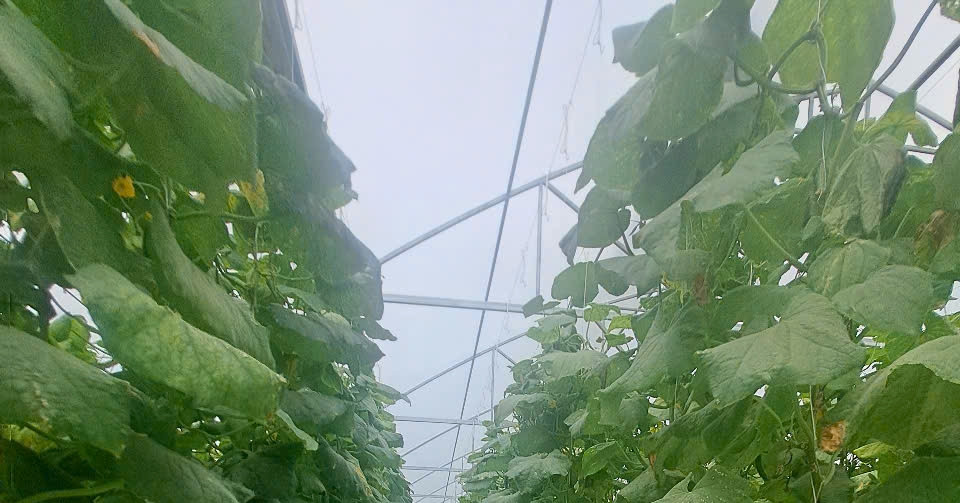 Nông nghiệp sáng tạo, hiện đại thúc đẩy phát triển nông thôn mới Hải Phòng