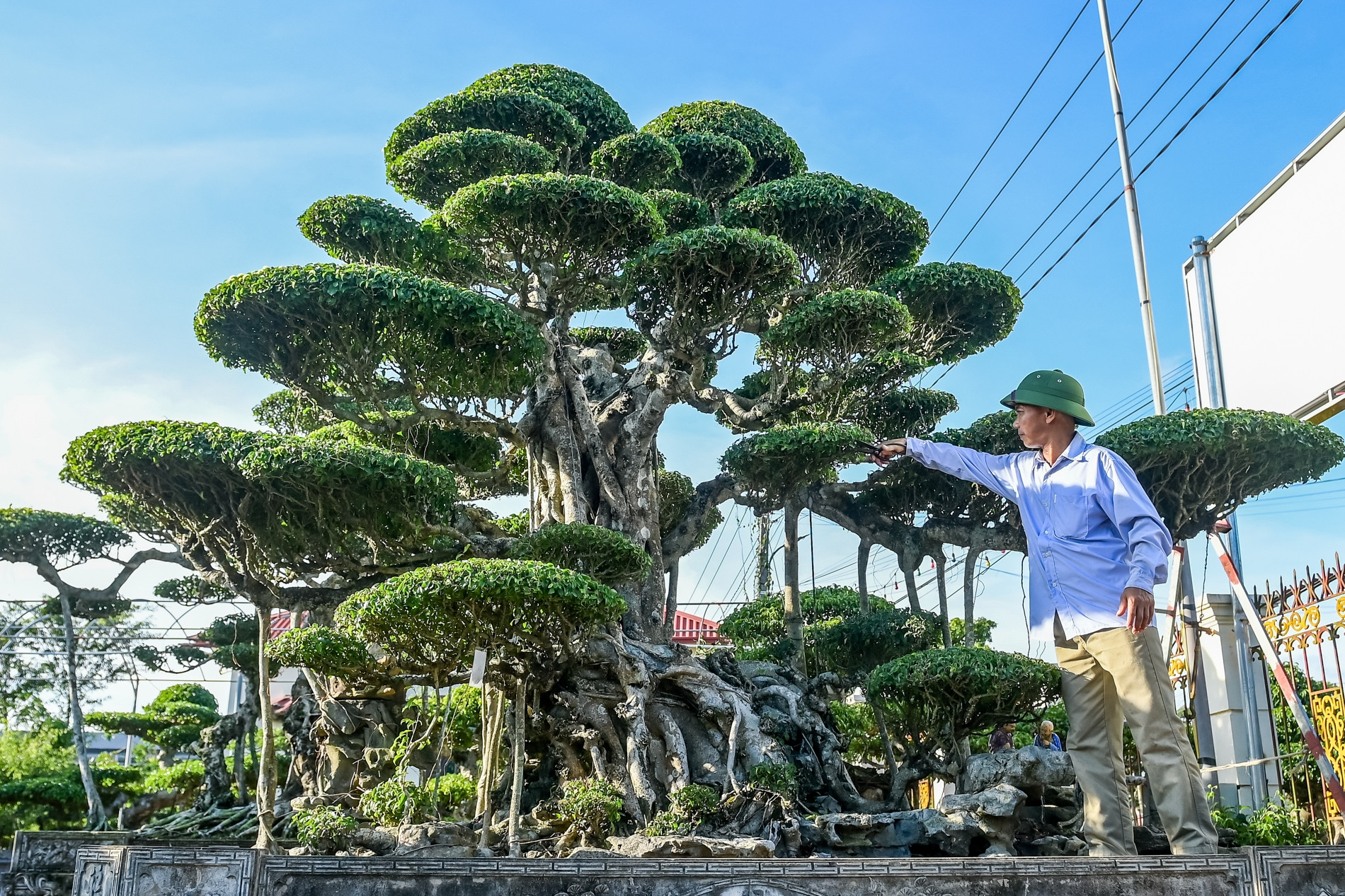 Từ 'biệt đội xe thồ' rong ruổi khắp phố đến tỷ phú cây cảnh