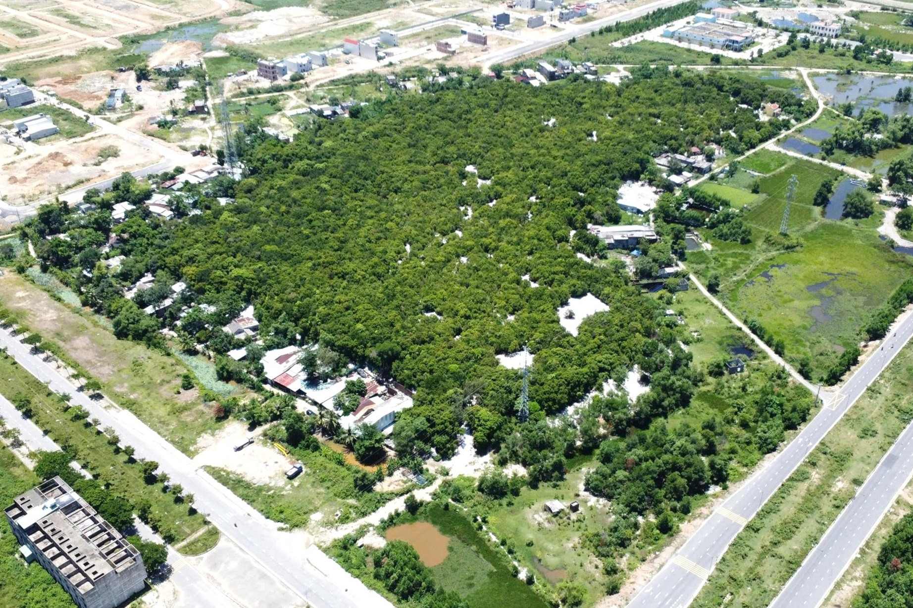 Độc lạ khu rừng giữa lòng đô thị Đà Nẵng, cả làng chung sức bảo vệ