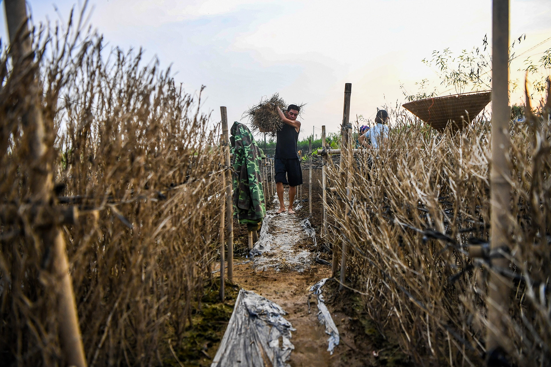 Hàng nghìn gốc đào Nhật Tân chết trắng sau lũ, người trồng bật khóc