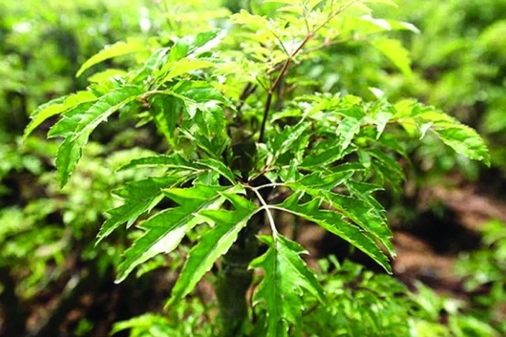 Lá đinh lăng là 'báu vật' trong vườn nhưng một số người không nên dùng