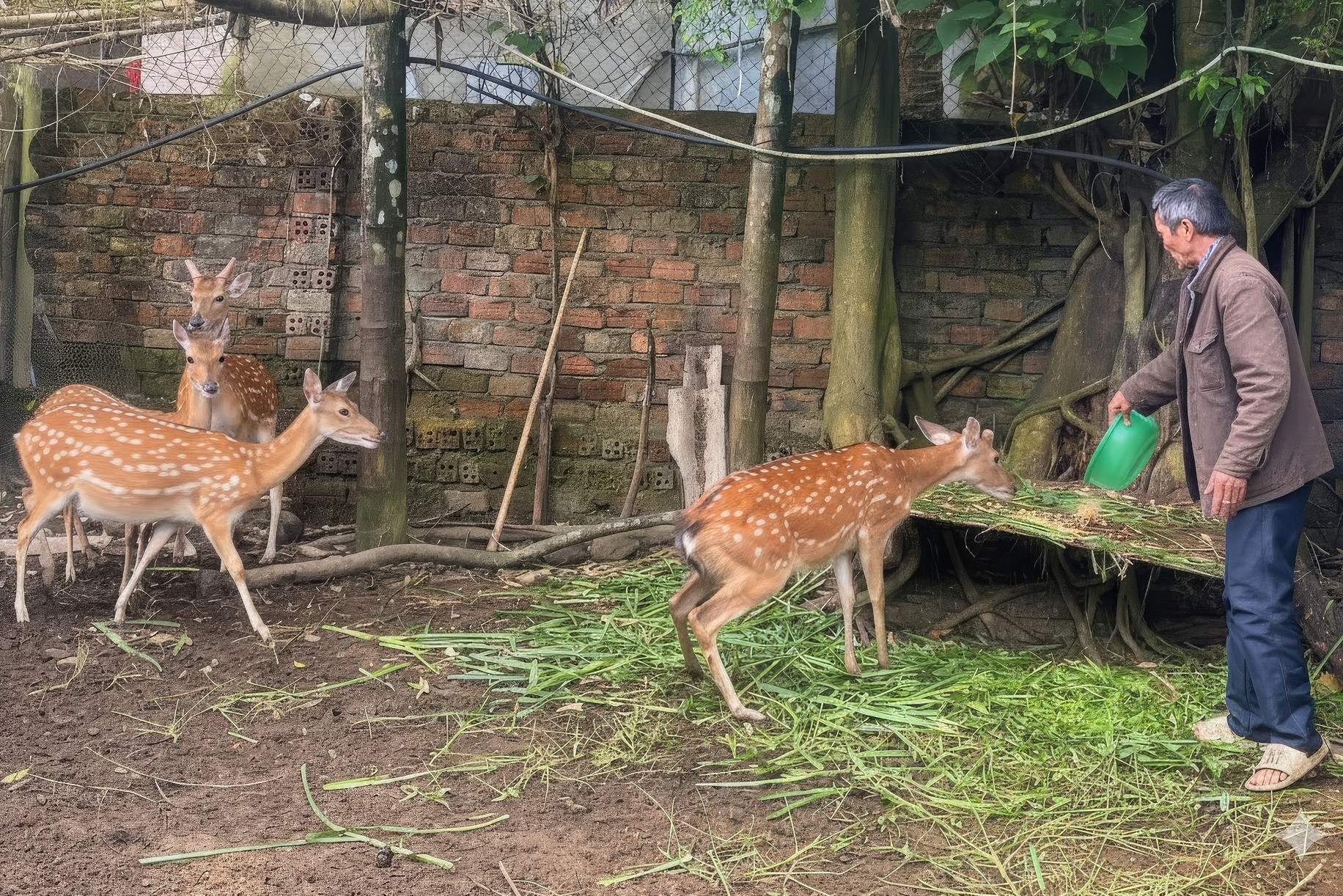 Nuôi hươu sao lấy ‘thần dược’, người Cơ Tu đổi đời nơi đại ngàn Đà Nẵng