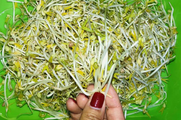 3 lưu ý để chọn giá đỗ không chứa chất cấm