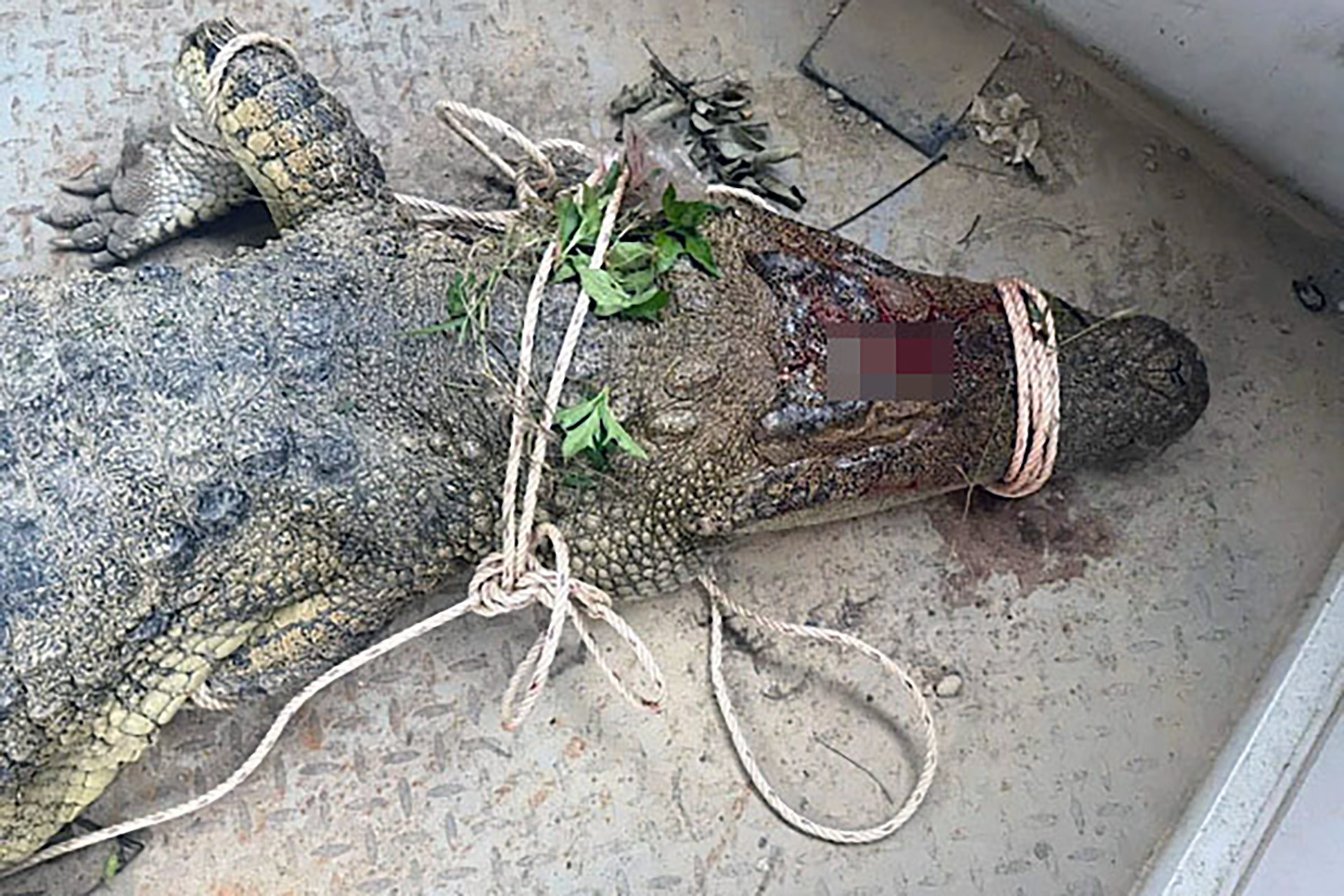 Bắt được cá sấu dài 2,6m tấn công nam thanh niên ở Khánh Hòa