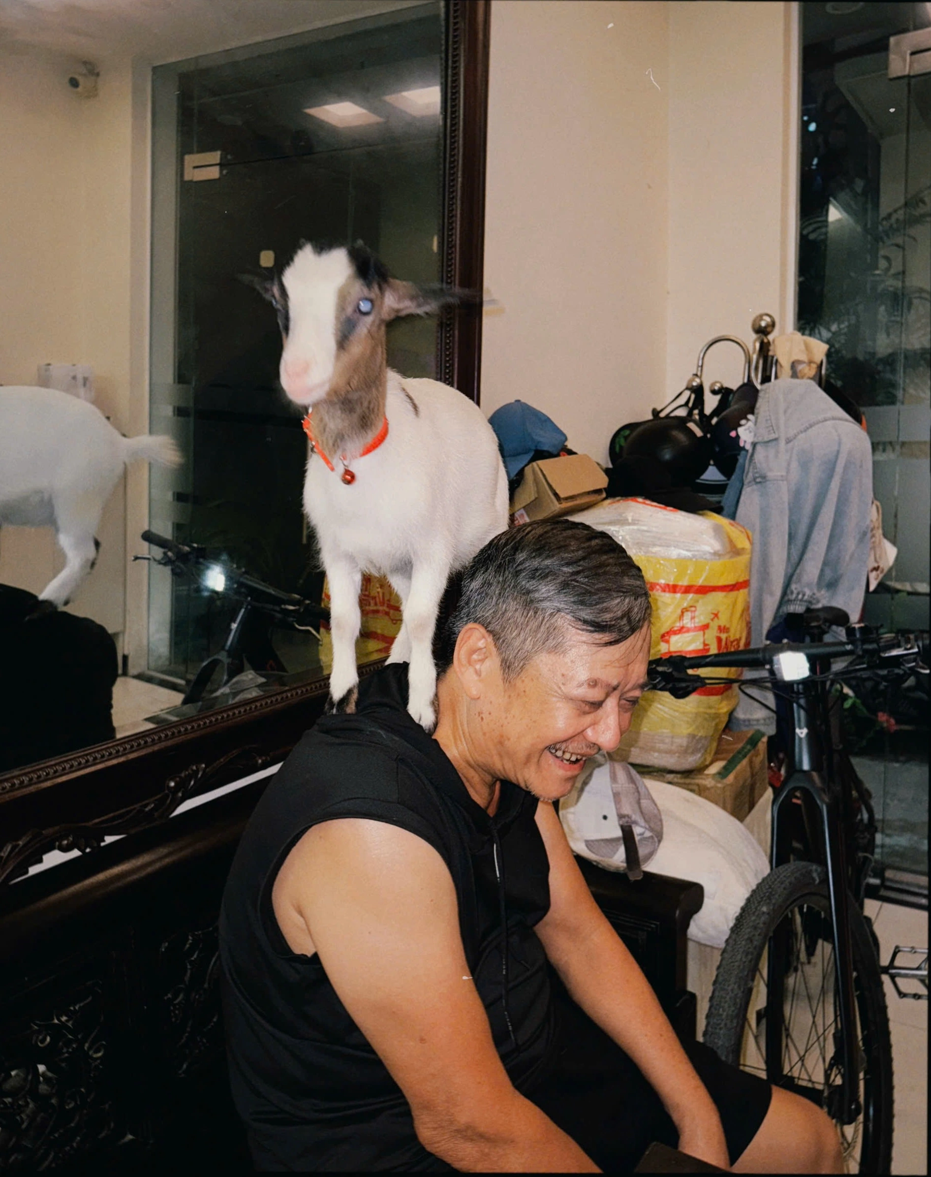 nuôi dê làm thú cưng 01.png