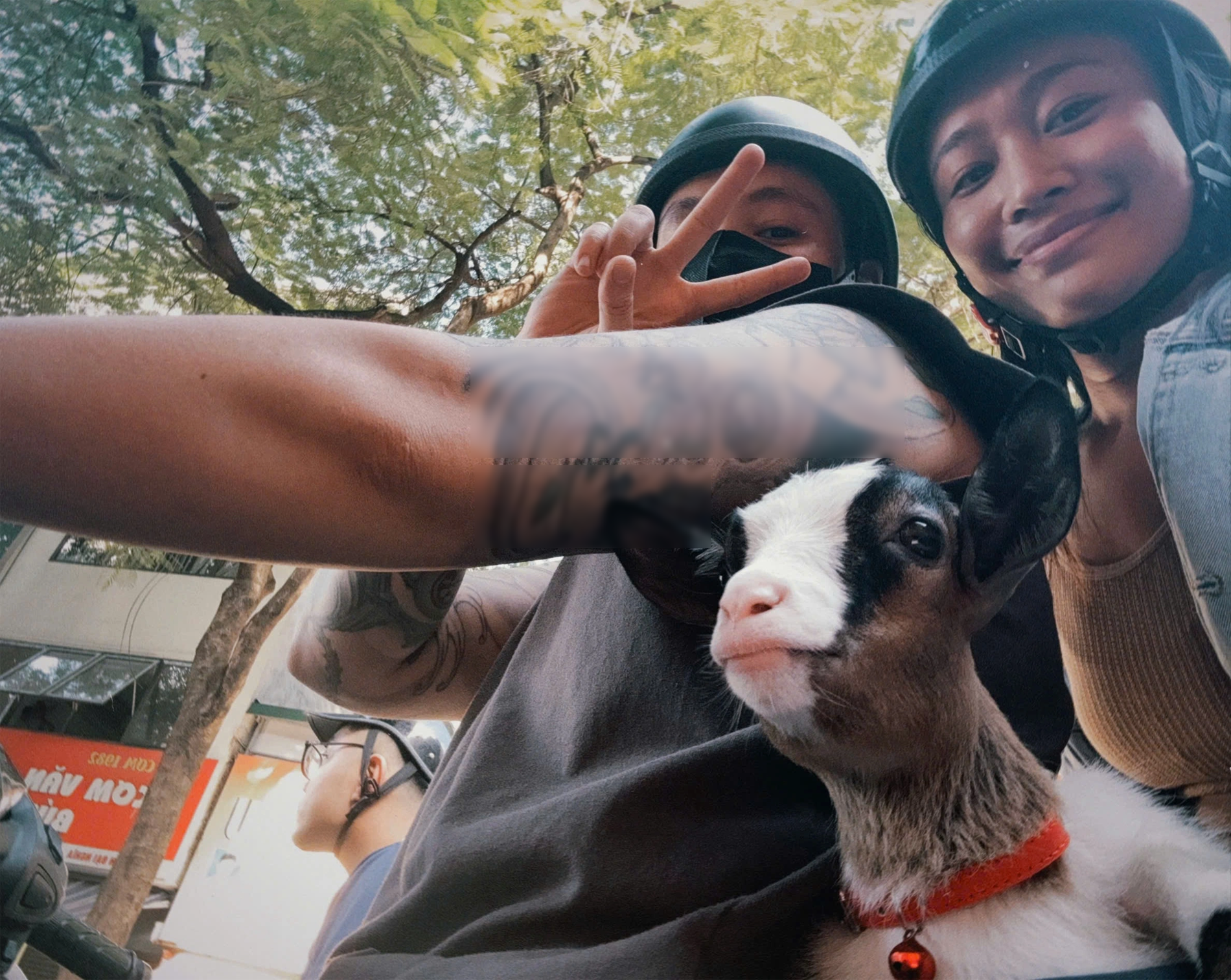 nuôi dê làm thú cưng 02.png