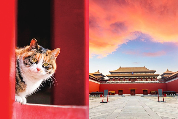 200 ‘lính gác đặc biệt’ ở Tử Cấm Thành khiến du khách phát sốt