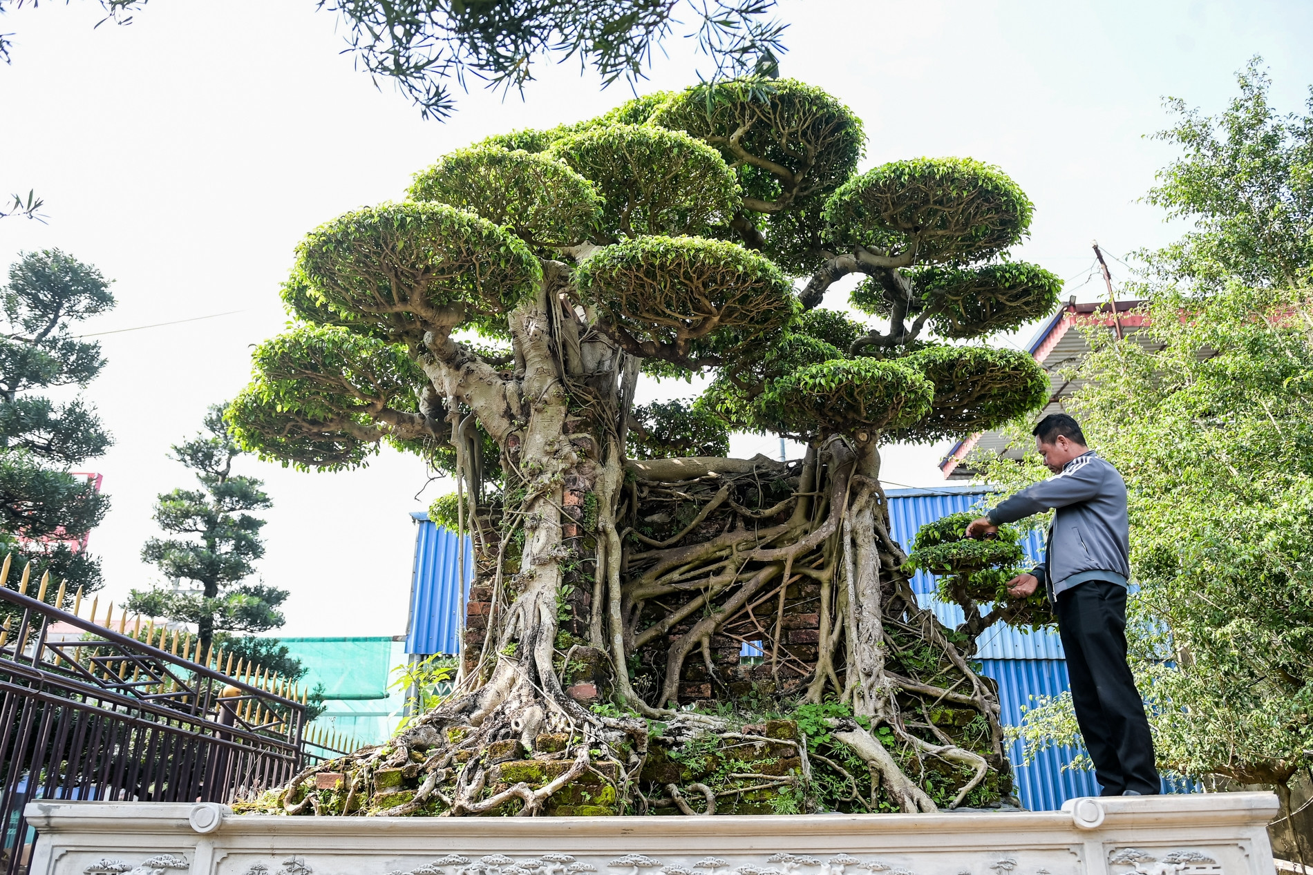 Cặp ‘siêu cây’ được trả giá ngang siêu xe, chủ nhân vẫn từ chối