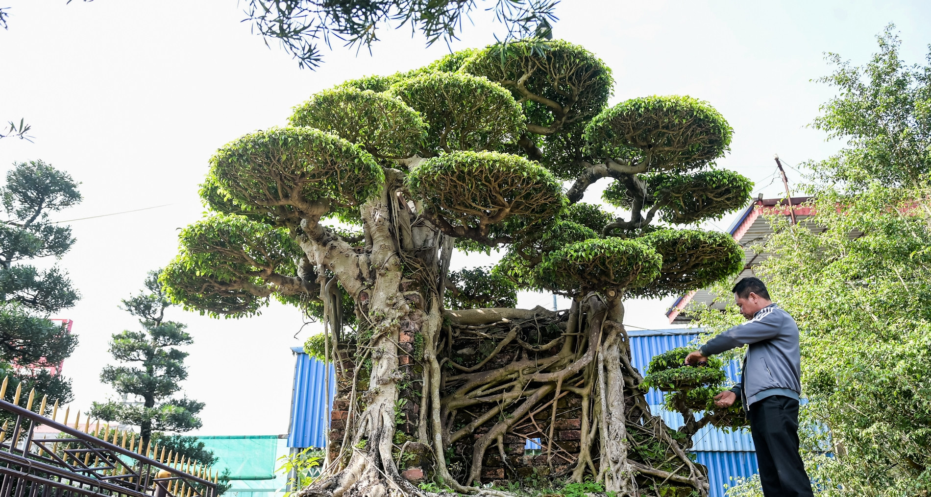 Cặp ‘siêu cây’ được trả giá ngang siêu xe, chủ nhân vẫn từ chối