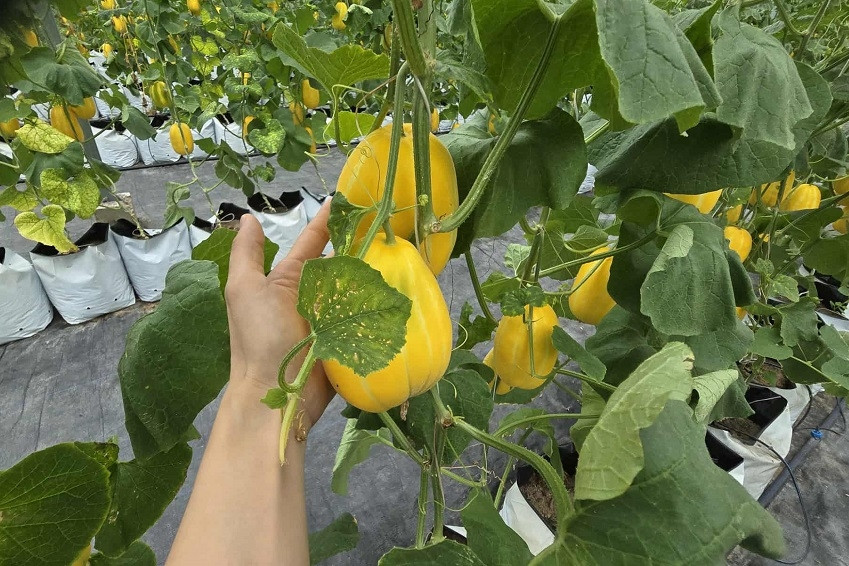 Truyền thông khơi dậy sức mạnh cộng đồng xây dựng nông thôn mới ở Đồng Tháp